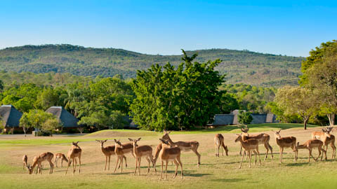 Accommodation - Kruger Park Lodge