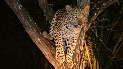 Dawn to Dusk - Overnight Safaris