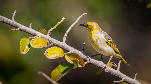 Dawn to Dusk - Birding Safaris