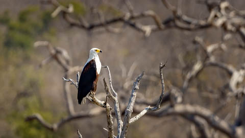 Dawn to Dusk - Birding Safaris