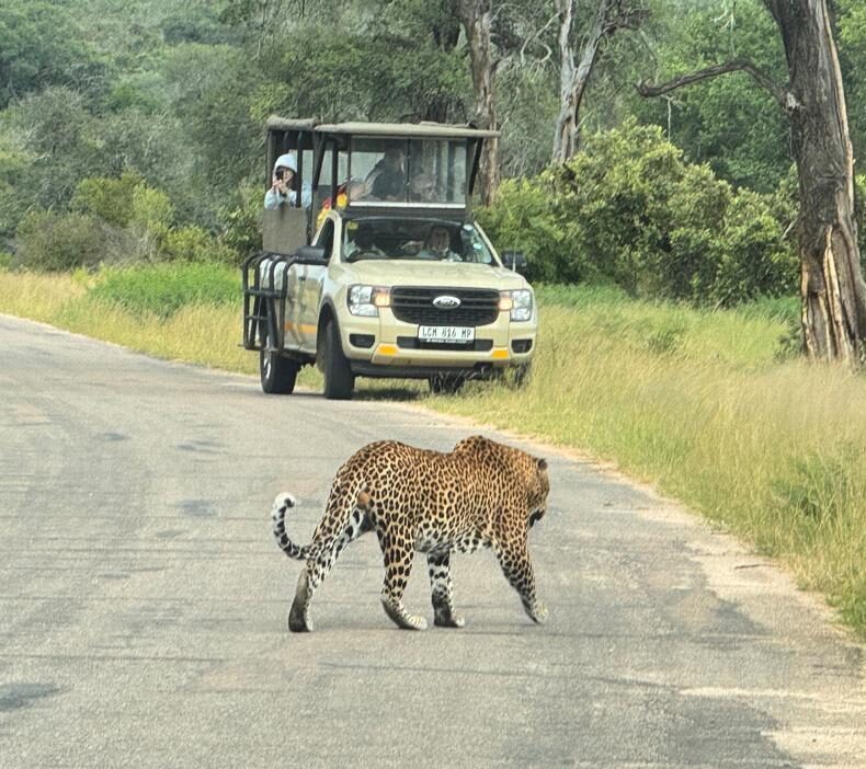 Safaris